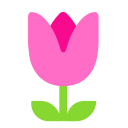 tulip