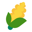 corn