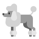 poodle