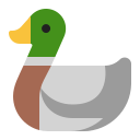 duck