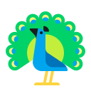 peacock