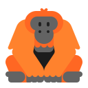orangutan