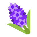 hyacinth